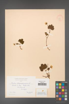 Rubus chamaemorus [KOR 18429]