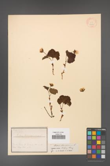 Rubus chamaemorus [KOR 18424]
