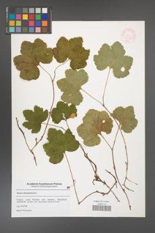 Rubus chamaemorus [KOR 47779a]