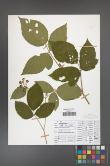 Rubus chaerophylloides [KOR 50480]