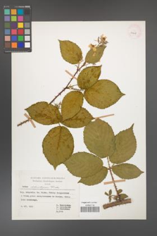Rubus chlorothyrsos [KOR 29928]