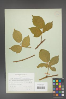 Rubus circipanicus [KOR 24380]