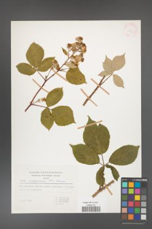Rubus circipanicus [KOR 31150]
