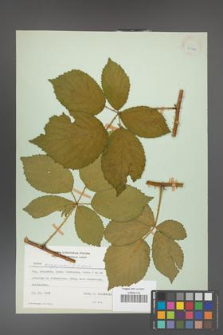 Rubus circipanicus [KOR 24377]