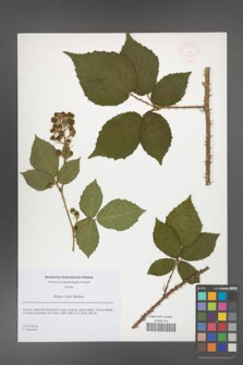 Rubus clusii [KOR 51827]