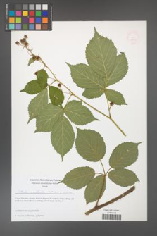 Rubus constrictus [KOR 51605]