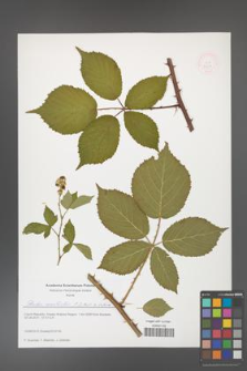 Rubus constrictus [KOR 51631]