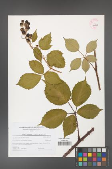 Rubus constrictus [KOR 44713]