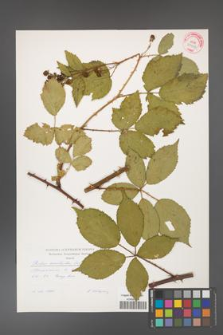 Rubus constrictus [KOR 29254]