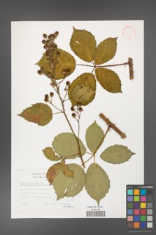 Rubus constrictus [KOR 30749]