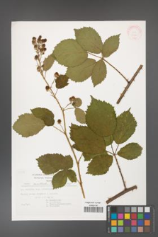 Rubus constrictus [KOR 30750]