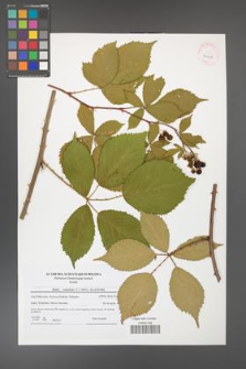 Rubus constrictus [KOR 41518]