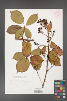 Rubus constrictus [KOR 45108]