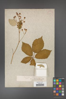 Rubus coarctatus [KOR 18435]