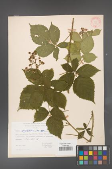 Rubus corylifolius [KOR 31445]