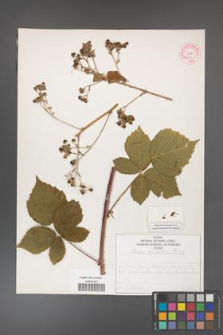 Rubus corylifolius [KOR 50753]