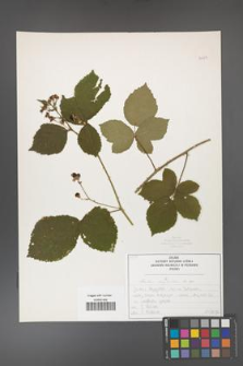 Rubus corylifolius [KOR 50754]