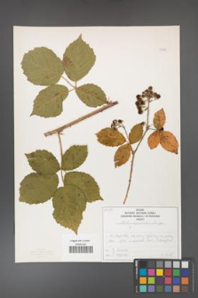 Rubus corylifolius [KOR 50756]