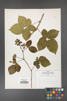 Rubus corylifolius [KOR 50750]