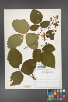 Rubus chaerophylloides [KOR 51969]
