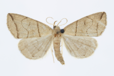 Herminia grisealis