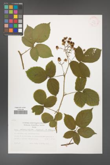 Rubus chaerophylloides [KOR 29455]