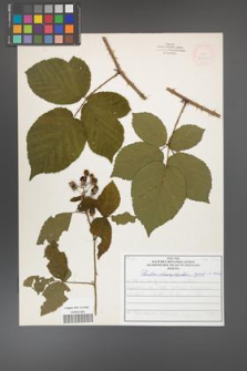 Rubus chaerophylloides [KOR 52092]