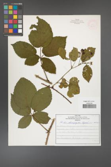 Rubus chaerophylloides [KOR 52091]