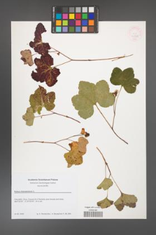 Rubus chamaemorus [KOR 46383]