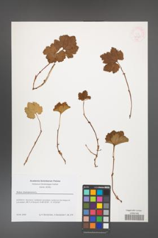 Rubus chamaemorus [KOR 46325]