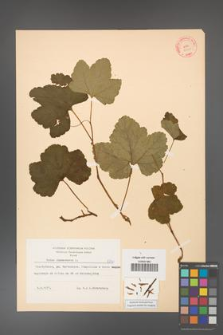 Rubus chamaemorus [KOR 8840]