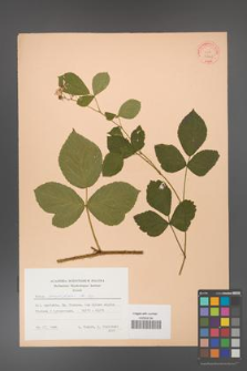 Rubus corylifolius [KOR 31461]