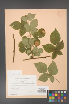 Rubus corylifolius [KOR 22762]