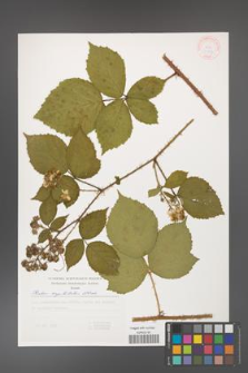 Rubus capitulatus [KOR 30518]