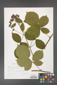 Rubus capitulatus [KOR 32799]