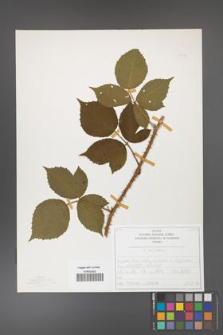 Rubus capitulatus [KOR 50134]