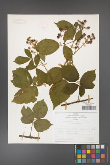 Rubus capitulatus [KOR 50132]