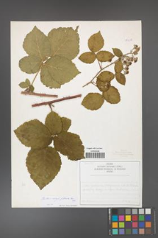 Rubus corylifolius [KOR 53919]