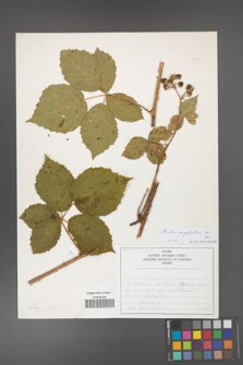 Rubus corylifolius [KOR 50192]