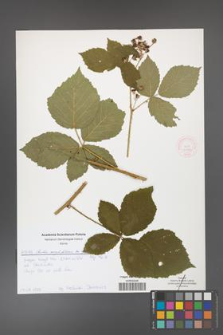 Rubus corylifolius [KOR 51896]