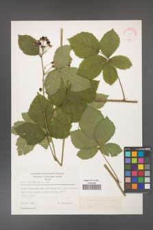 Rubus corylifolius [KOR 31418]