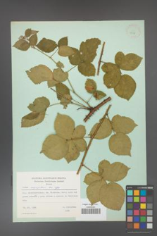Rubus corylifolius [KOR 23718]