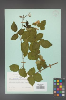 Rubus corylifolius [KOR 23724]