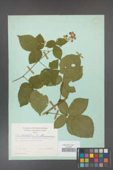 Rubus corylifolius [KOR 23733]