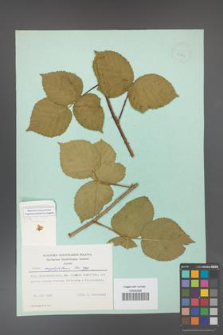 Rubus corylifolius [KOR 23714]