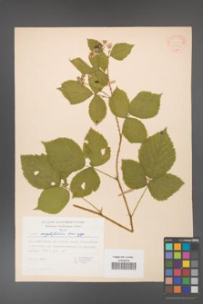 Rubus corylifolius [KOR 31444]