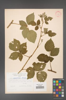 Rubus corylifolius [KOR 30990]