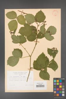 Rubus corylifolius [KOR 31443]