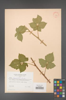 Rubus corylifolius [KOR 31534]