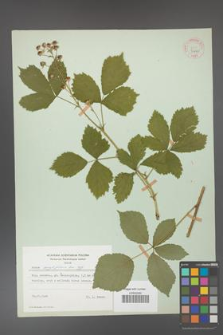 Rubus corylifolius [KOR 31460]